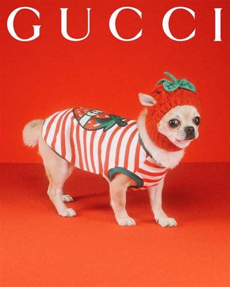 gucci pet 1:1|gucci pets.